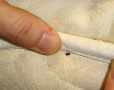 Bed Bugs Forces Florida Man To Leave