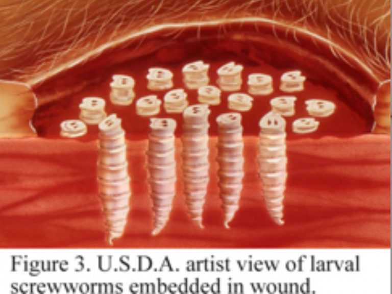 FleshEating Screwworms Move Inland From The Florida Keys