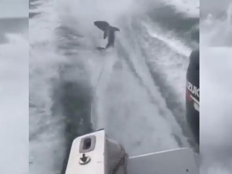 Florida Governor Disturbed By Video Of Shark Dragging